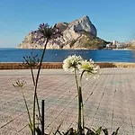 Hipocampos